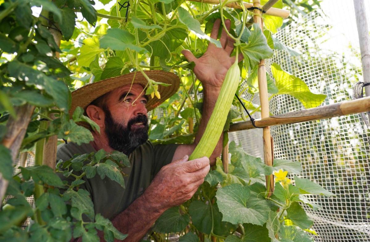 Ramón Molina muestra un alficoz, un melón con forma de pepino típico del Levante, en el huerto urbano Puerta de Málaga.