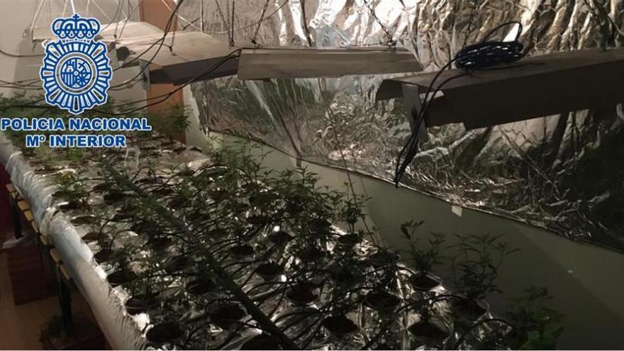 Desmantelada una plantación &#039;indoor&#039; de marihuana en el barrio de Ciudad Jardín