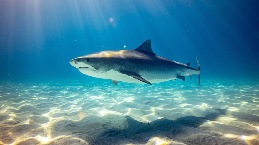 Los investigadores proponen la Región como área de interés para la conservación de tiburones