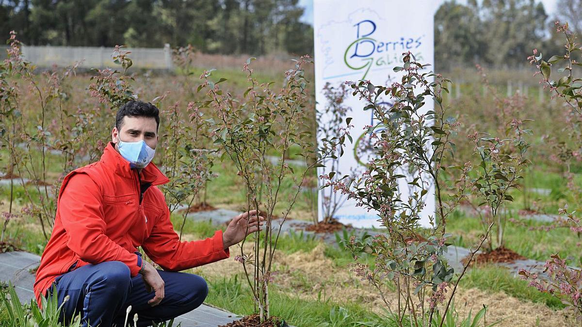 Javier Agrelo, con sus arándanos en Santo Tomé de Ancorados.  | // BERNABÉ/JAVIER LALÍN