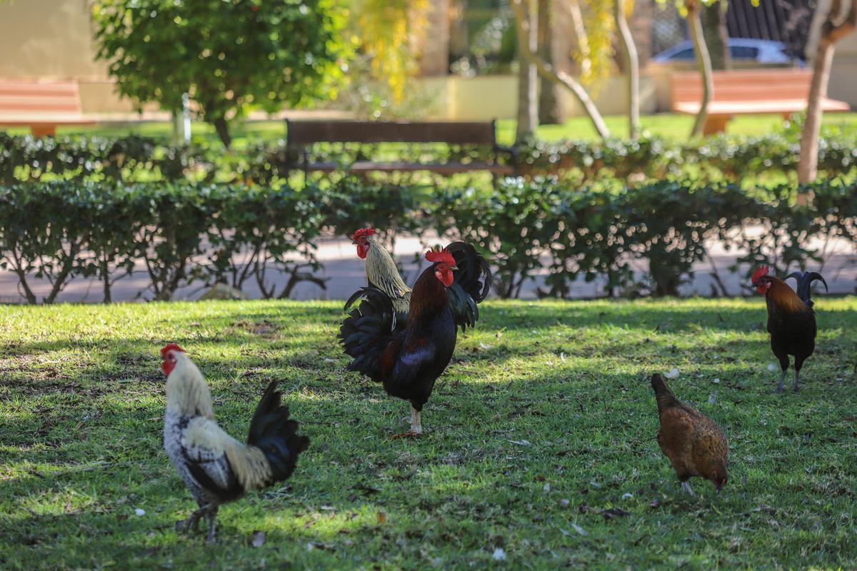 Gallinas y gallos en el Parque de las Naciones