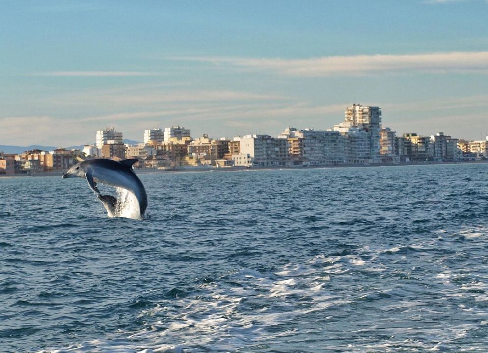 Las espectaculares imágenes de delfines frente a El Perelló