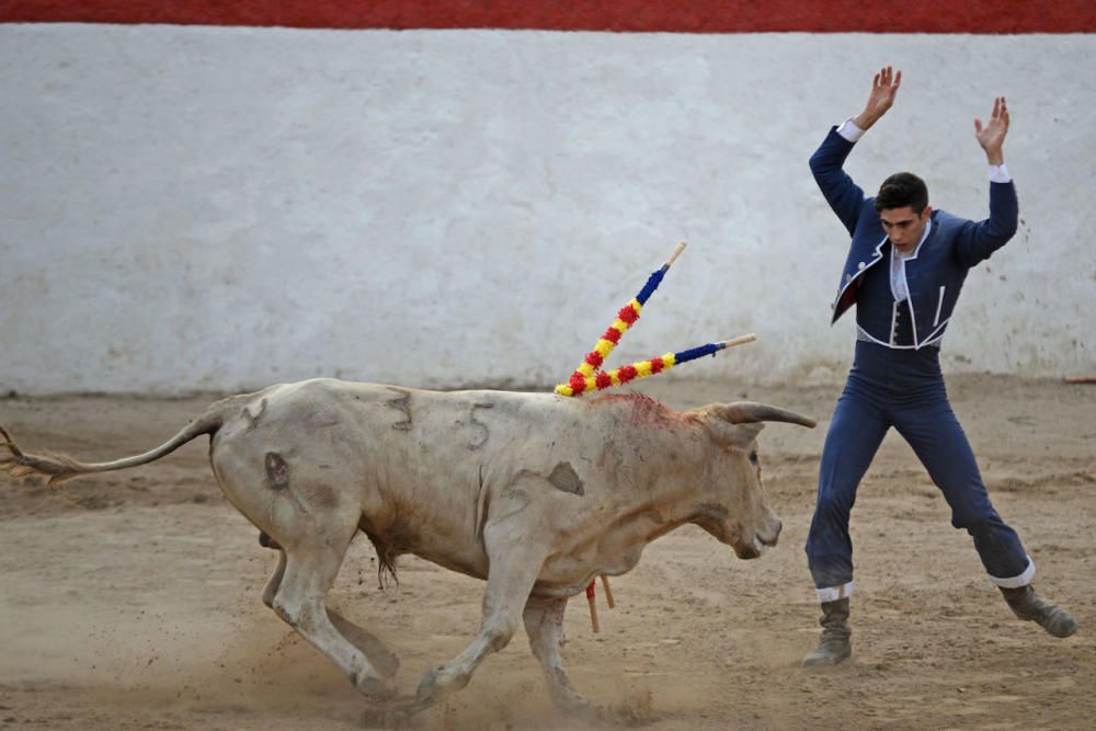 Toros en Alcúdia