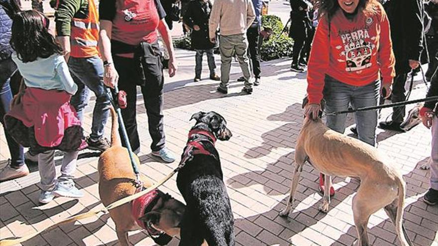 Castelló impulsa la adopción de perros pagando la esterilización