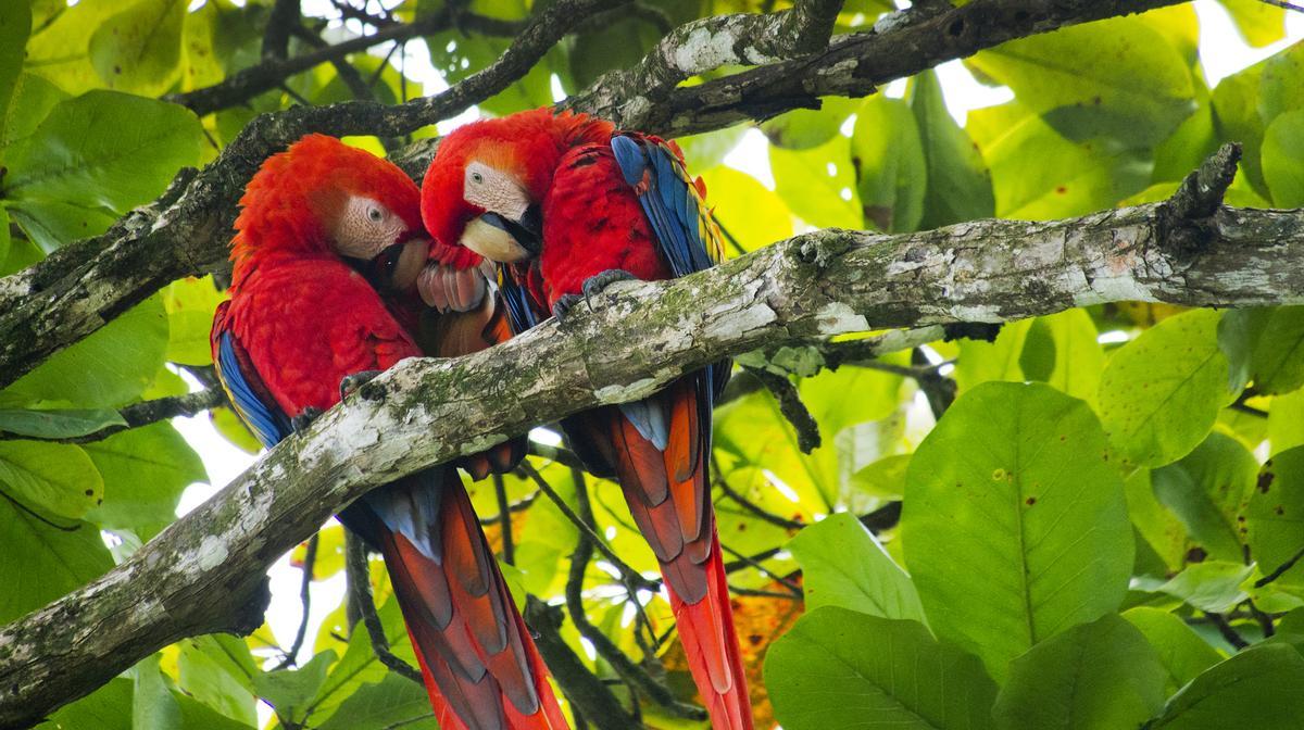 Guacamaya roja en el Parque Nacional de Corcovado