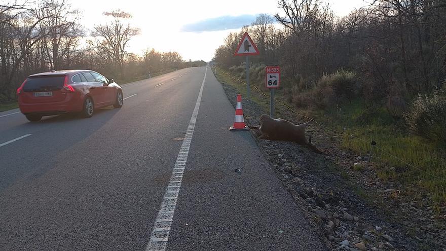 Un turismo colisiona con una cierva en esta carretera zamorana