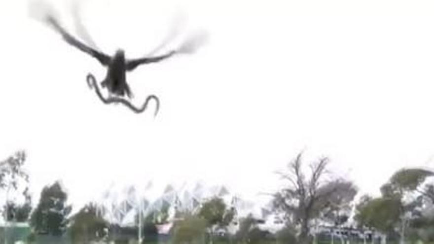 VÍDEO: un falcó deixa caure una serp viva en una barbacoa familiar