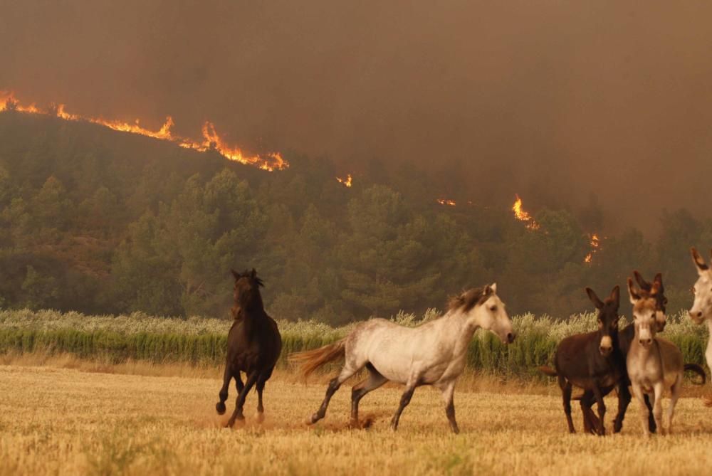 Cinc anys del foc de l'Empordà