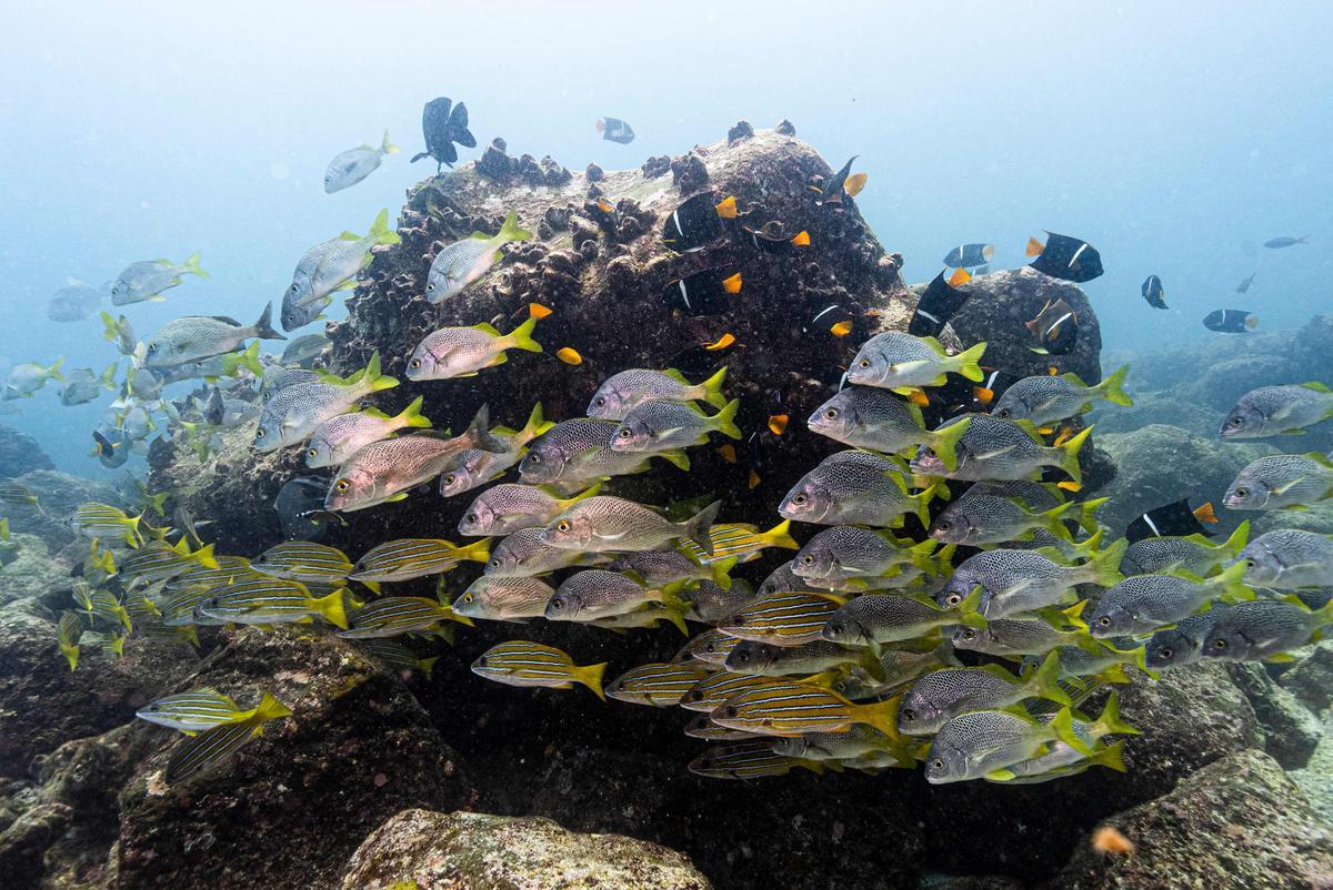 El 11 de marzo de 2024, Greenpeace instó a los gobiernos a ratificar un tratado de la ONU para la protección de los océanos para permitir la creación de una primera área marina protegida del mundo en alta mar alrededor del famoso archipiélago de Galápagos en Ecuador