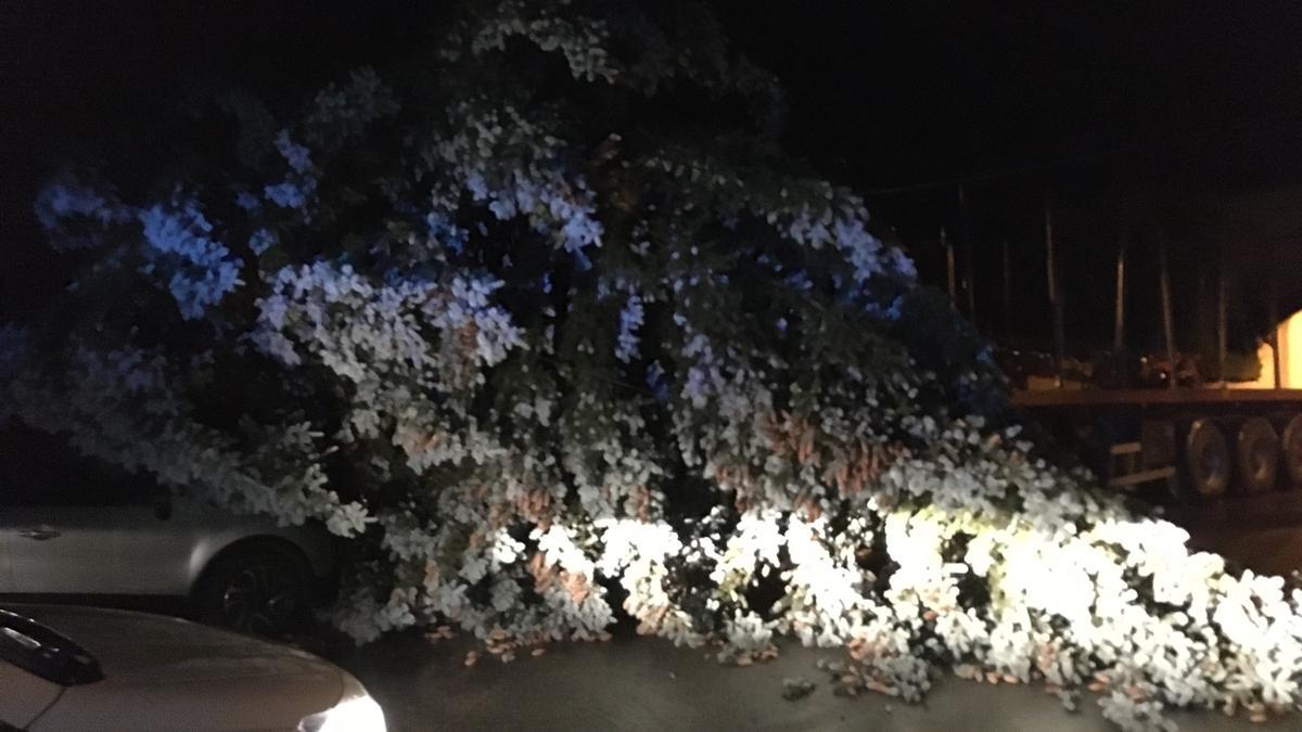 Tempesta a la Cerdanya: un arbre caigut per la violència del vent