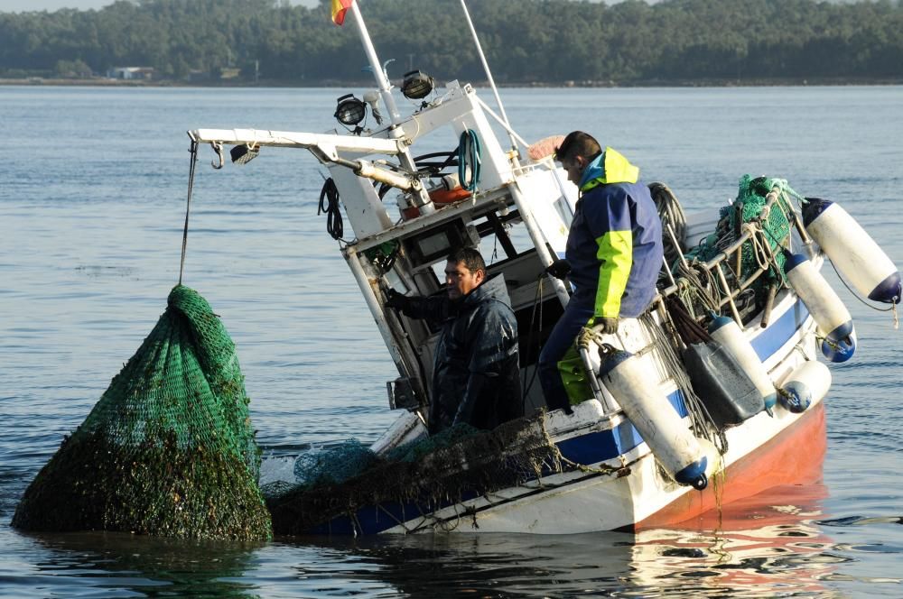 Así comenzó la temporada de la volandeira y la zamburiña en la ría de Arousa // Iñaki Abella