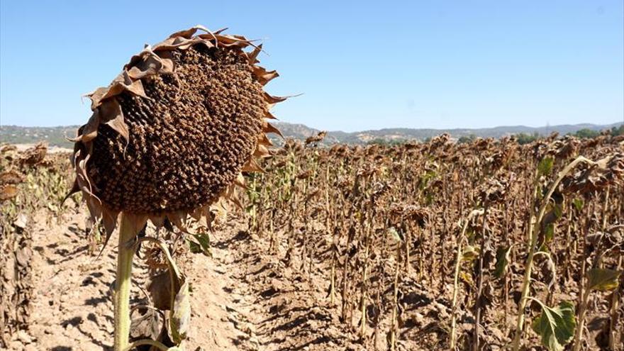 UPA Andalucía califica de «fatídico» el año 2019 por la sequía y precios bajos