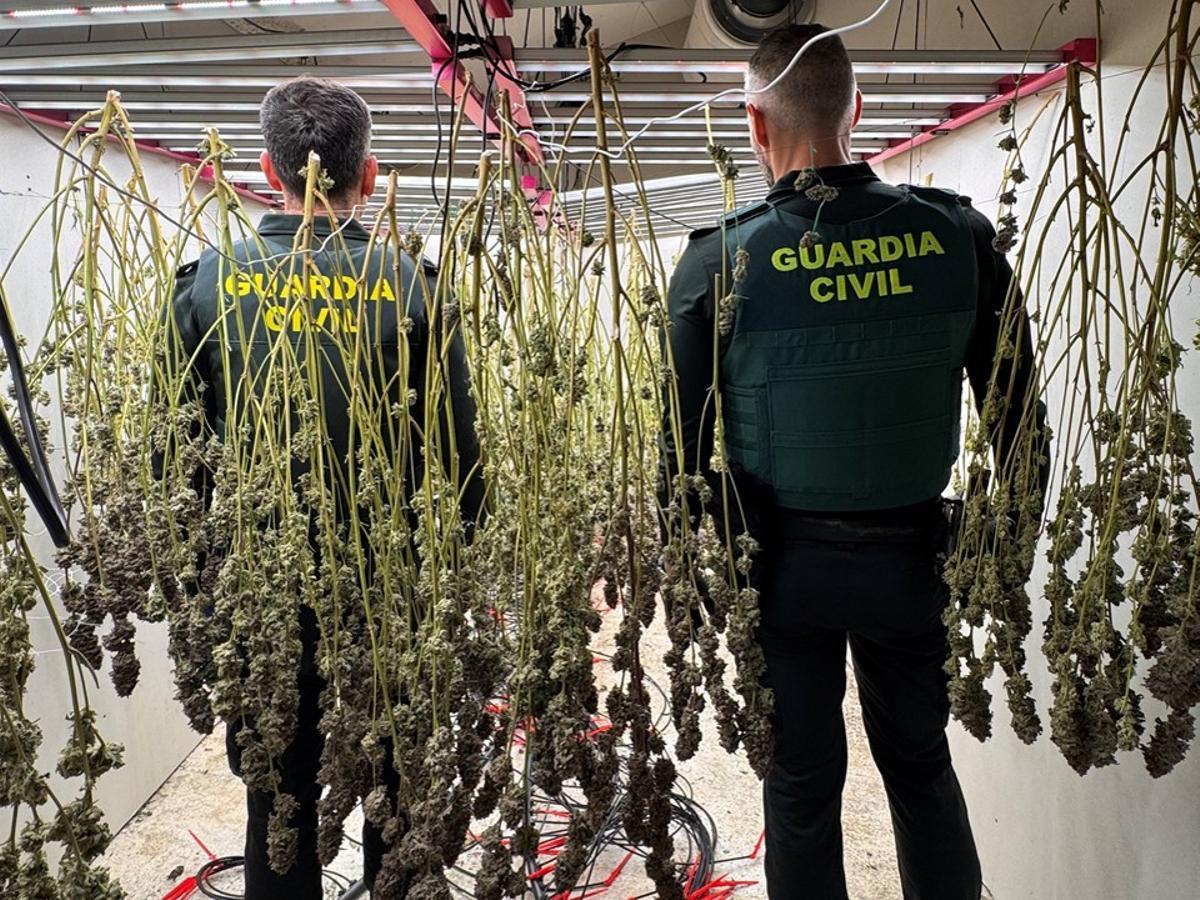 Los agentes con la plantas de marihuana que tenía la familia en la vivienda.