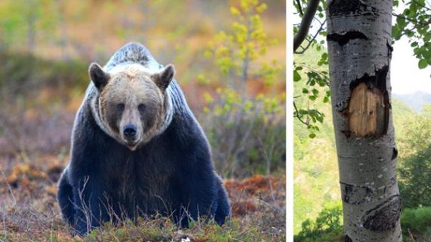 Descubren que los osos también utilizan señales visuales para comunicarse entre sí