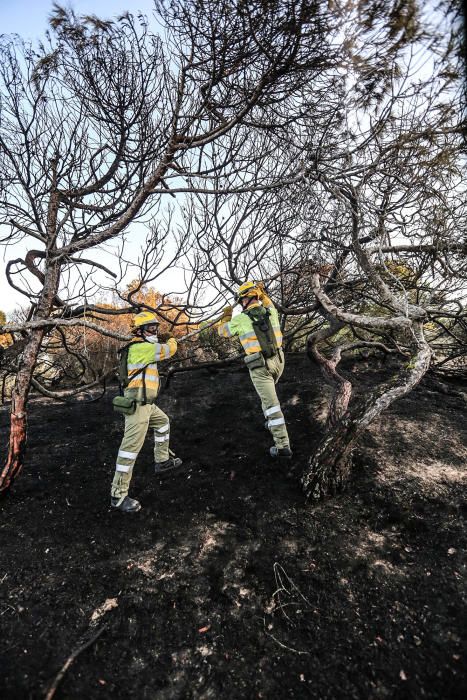 Labores de extinción del nuevo incendio en Guardamar del Segura, el cuarto en diez dias