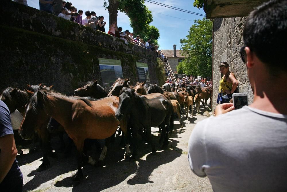 Más de quince "aloitadores" raparon a cerca de 200 caballos en el primer curro de Sabucedo