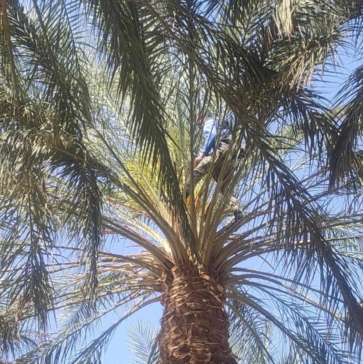 Subida a la palmera para la polinización en Túnez.