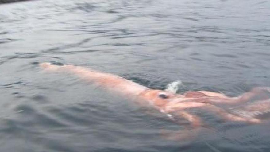 Un calamar gigante capturado vivo en Llanes (Asturias) en 2009.