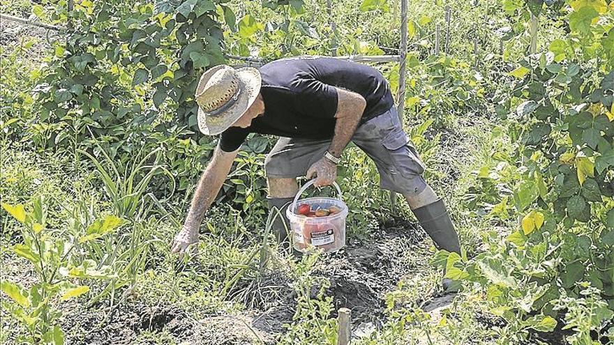 Hortelanos por un año: una «terapia» sostenible