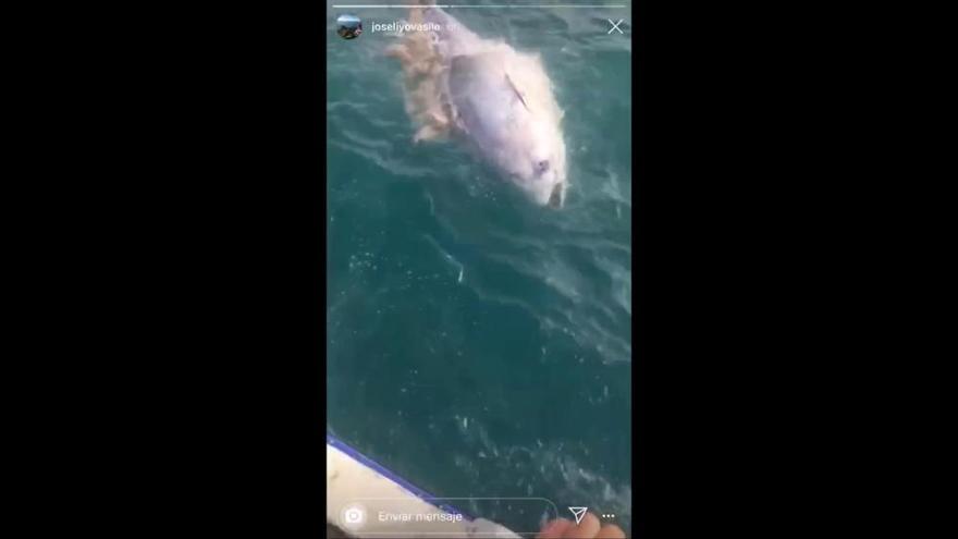 Cientos de atunes muertos flotan frente a las costas de La Manga