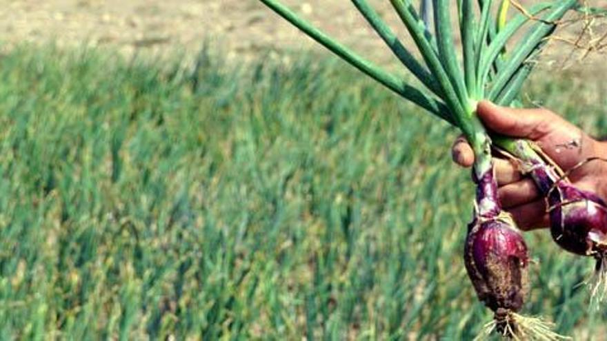 Un agricultor muestra una de las piezas agrícolas de su finca.