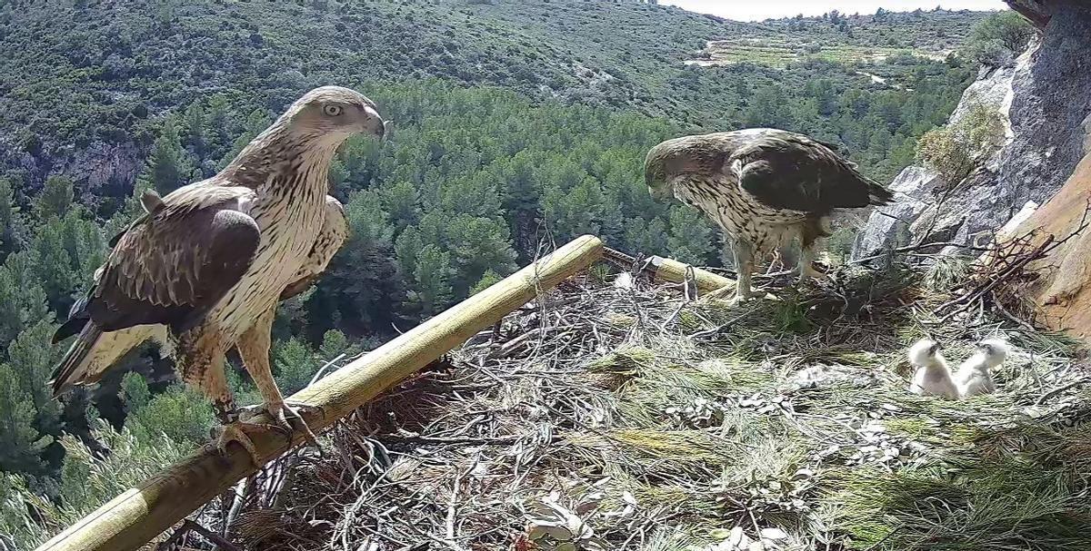Uno de los nidos de águila perdicera objeto de supervisión por los proyectos autonómicos que buscan su recuperación y consolidación en Castellón.