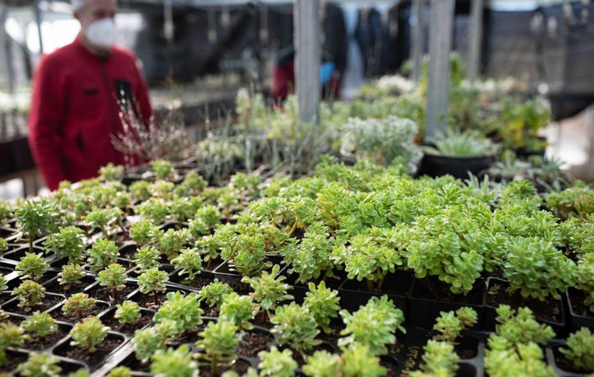 El ‘Arca de Noé’ de la flora del Teide se ampliará para reparar los daños del incendio