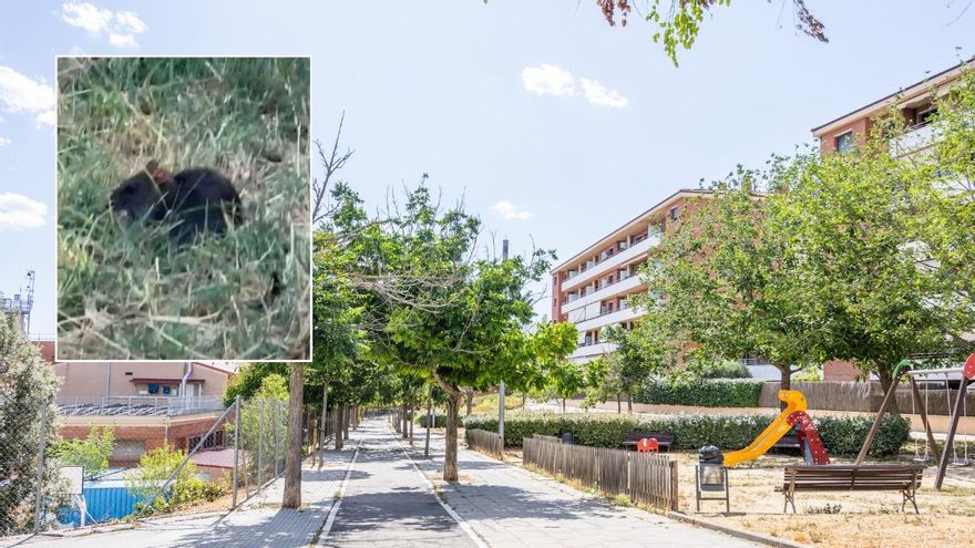Queixes del veïns per la presència de rates en un parc del sector Concòrdia