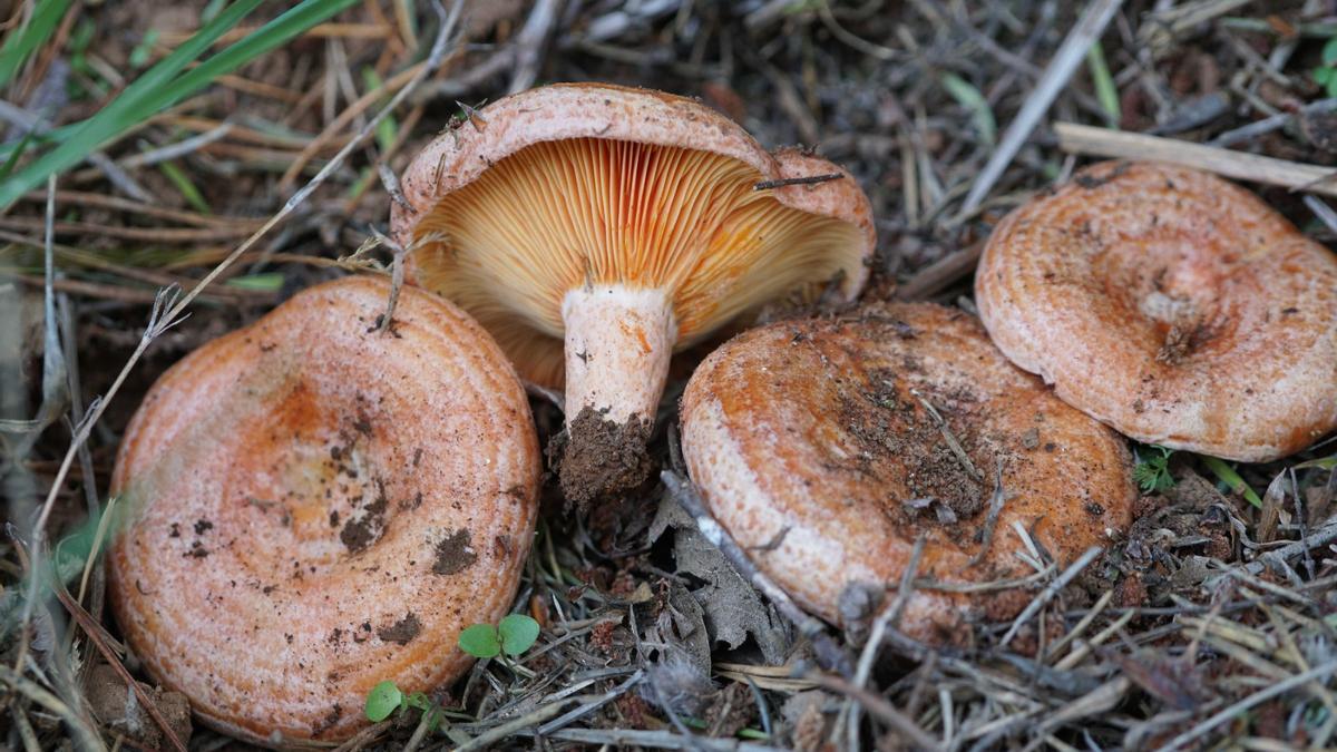 Setas recogidas en el campo.