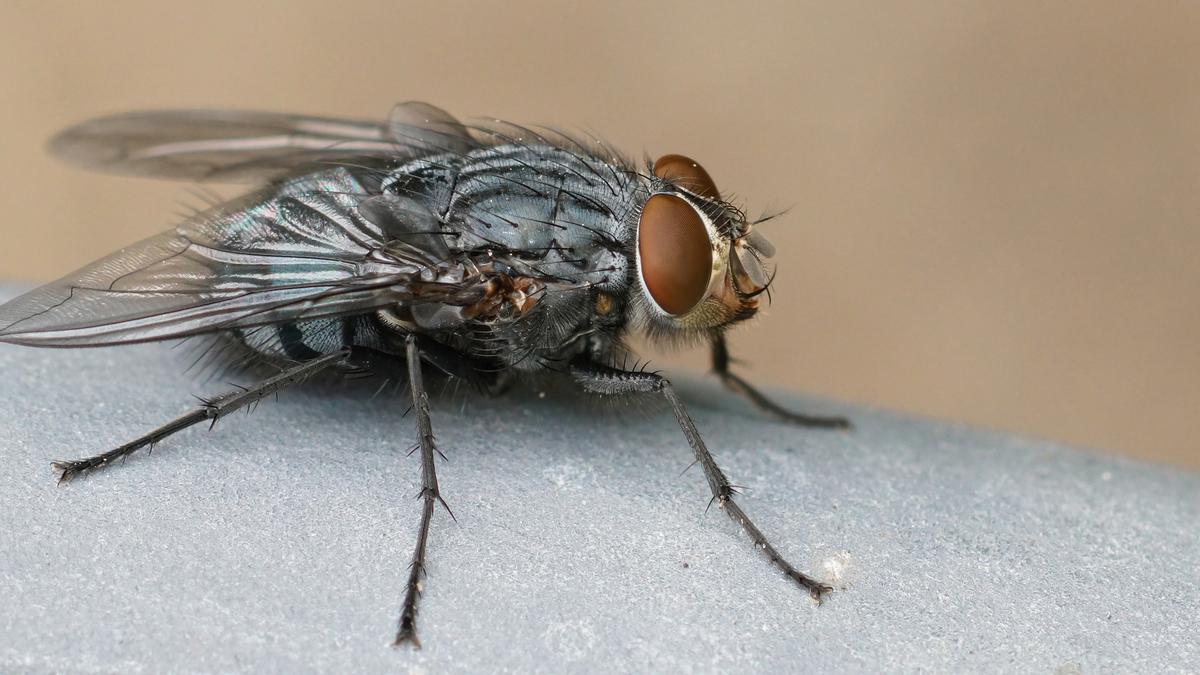 Simuliidae | Los expertos alertan de una plaga de mosca negra