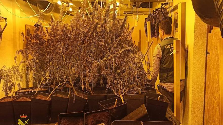 Plantas de marihuana cultivadas en el interior del chalé y listas para recolectar