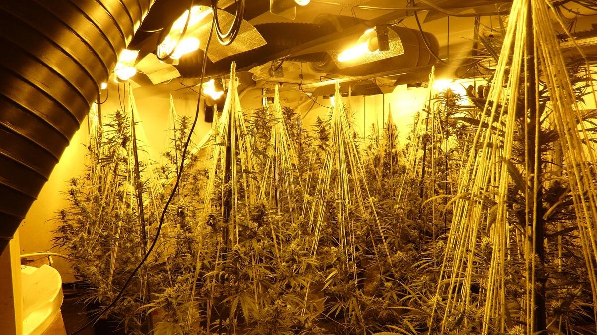 Imagen de la plantación en el burdel