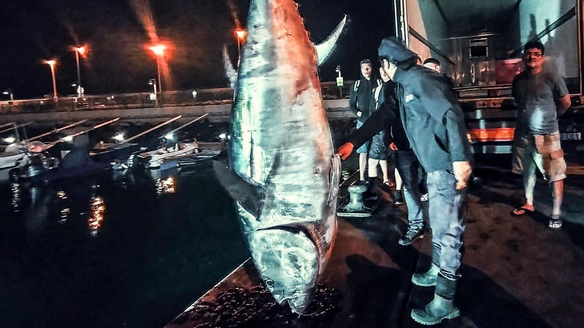 El primer atún rojo de la temporada en Tenerife capturado este lunes por el barco pesquero artesanal 'Luz Miguel'.