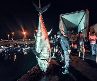 Dos ejemplares de más de 290 kilos abren la campaña de pesca del atún rojo en Tenerife