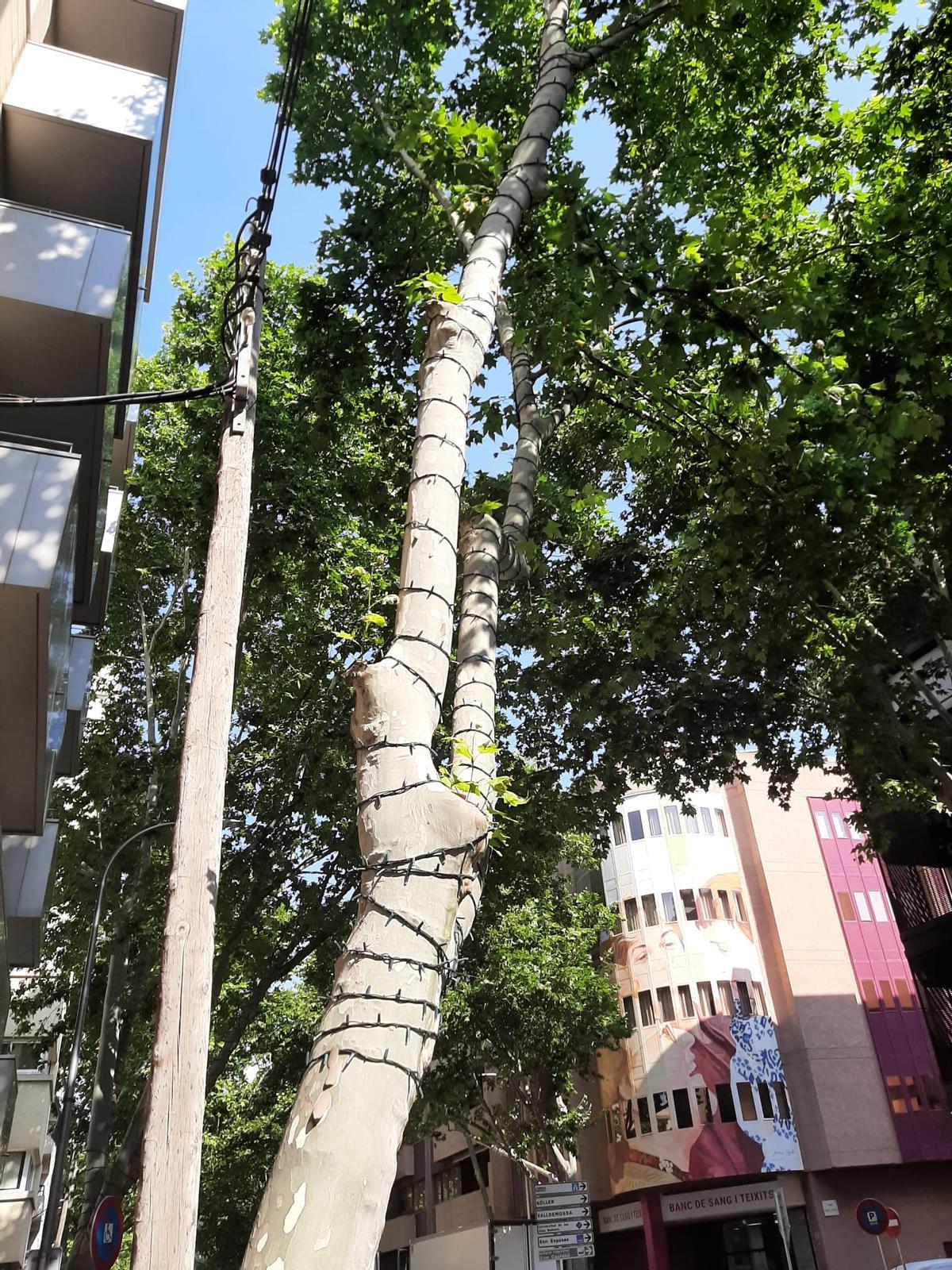 Luces navideñas en torno a un árbol.