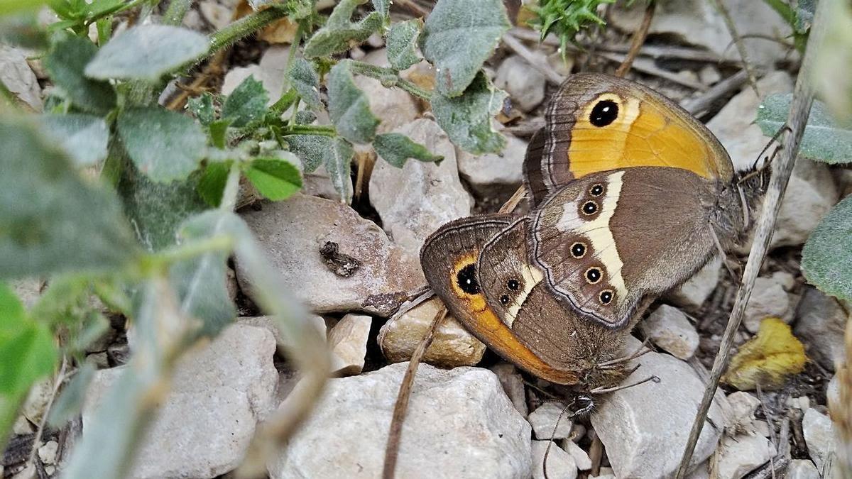 Dos mariposas entralazadas y apareándose en el Montgó