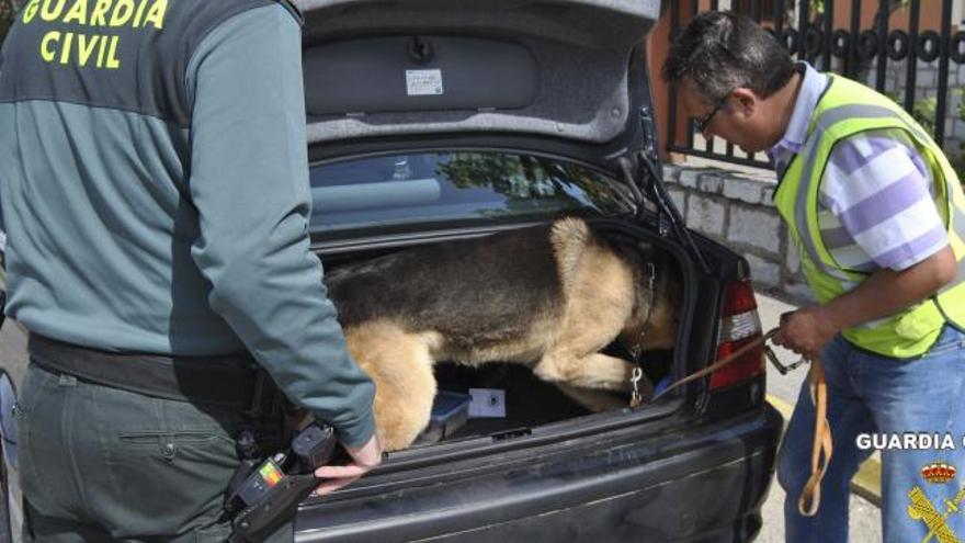 Uno de los perros de la Guardia Civil durante la inspección del vehículo.