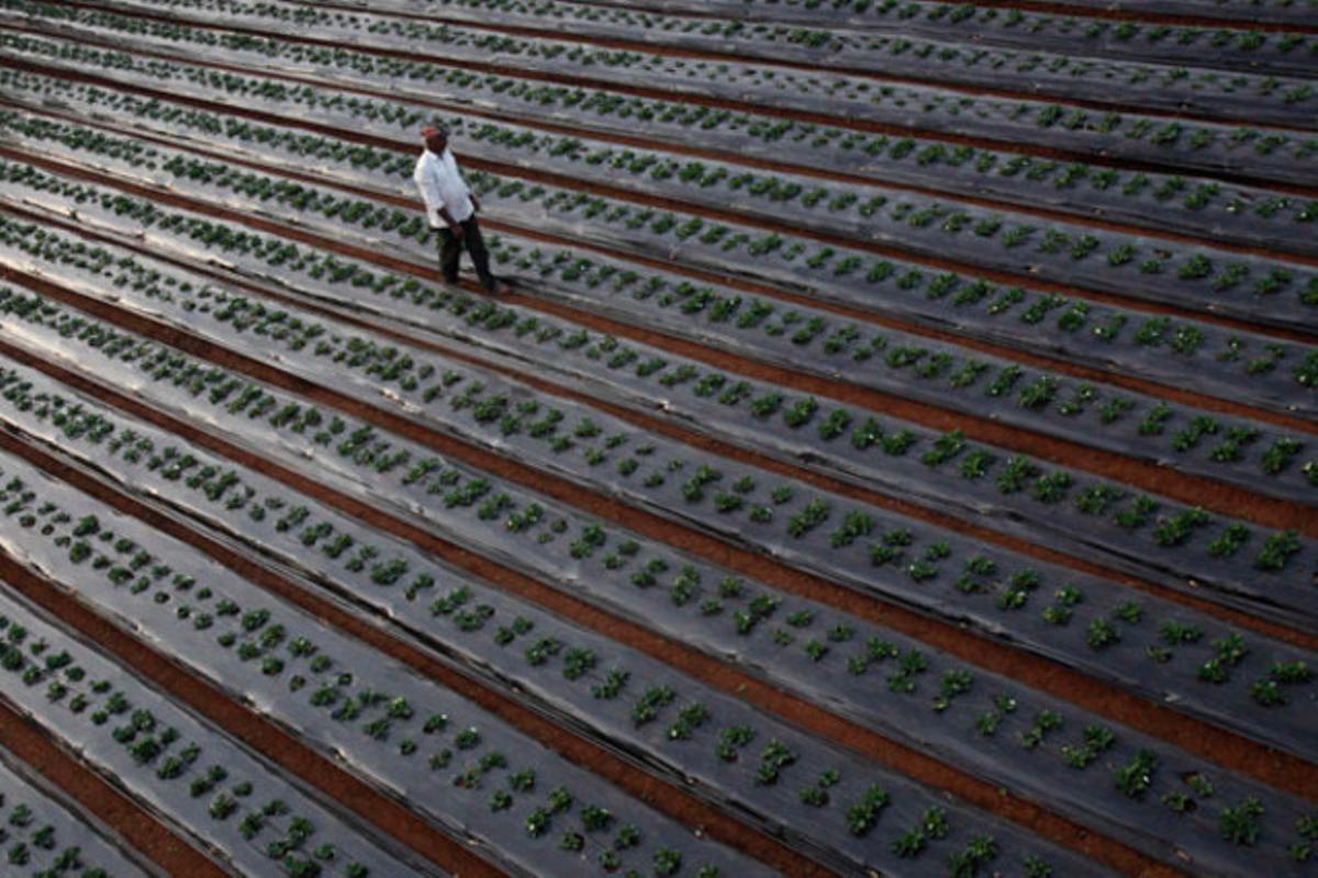 Un home camina en un camp de maduixes a la localitat índia de Bhilar.