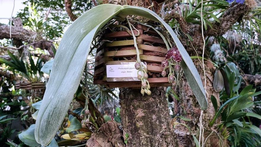 Así florece la ‘Oreja de Elefante’, una singular orquídea de Borneo, en el Orquidario de Estepona