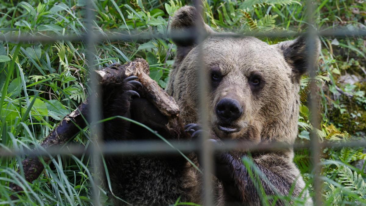 Así vive "Molinera", la última moradora del cercado osero de Proaza