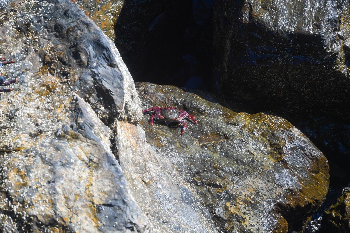 Un cangrejo rojo o moro en una de las rocas de Melenara