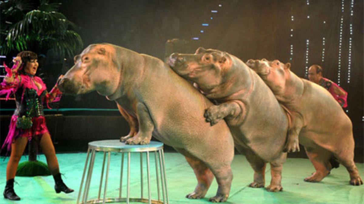 Circo con animales