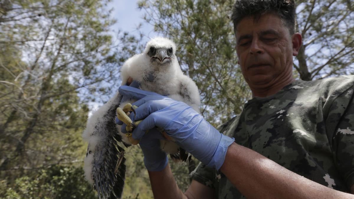 El 'boom' de la escalada amenaza el halcón peregrino, una especie protegida