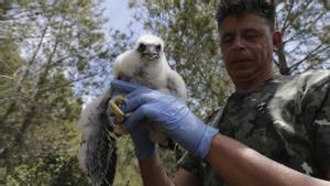 El ‘boom’ de l’escalada amenaça el falcó pelegrí, una espècie protegida