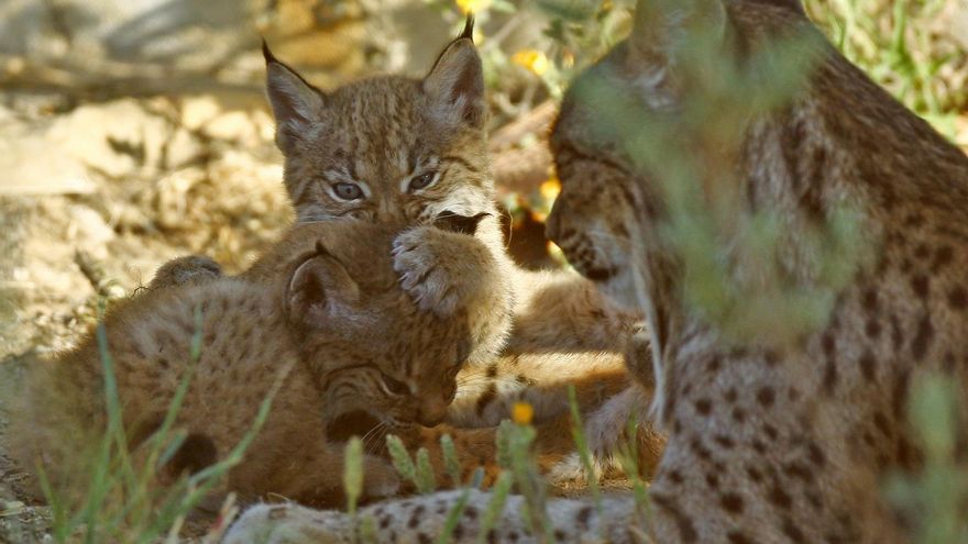 La población de lince ibérico supera los 2.000 ejemplares en la Península, 253 de ellos en Extremadura