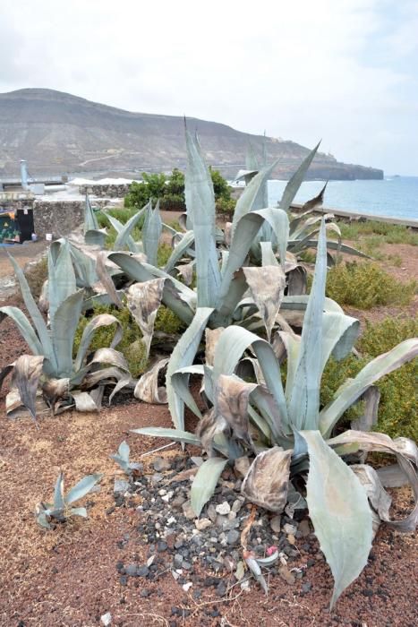 MAL ESTADO COSTA DESDE LA PUNTILLA PLAYA CHICA ...