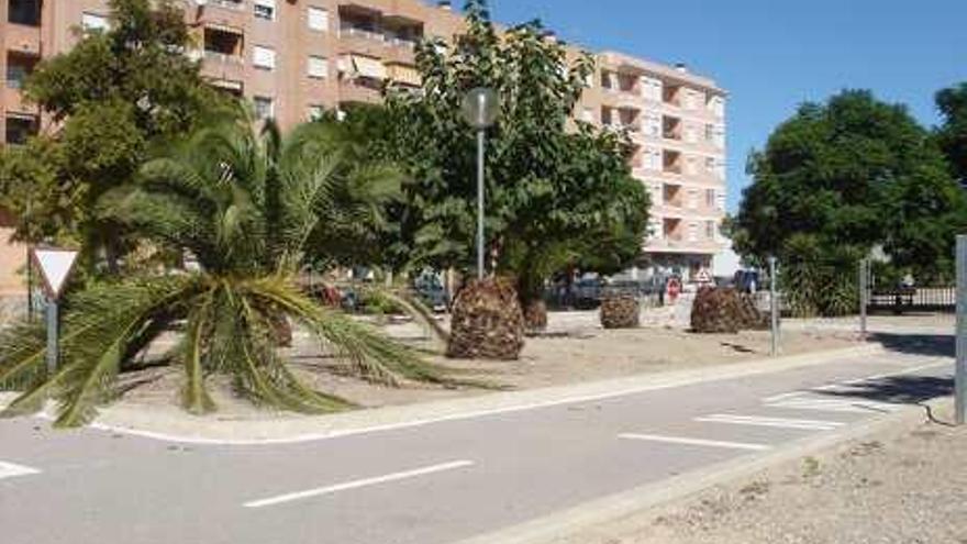 Palmera con picudo en una casa particular.