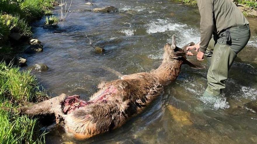 Los ganaderos de Caso piden actuar contra el lobo tras un ataque con tres terneros muertos