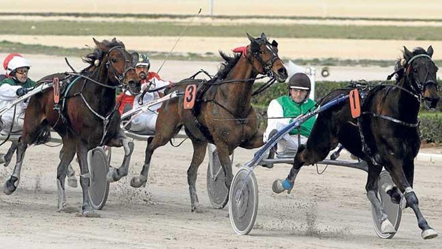 Vitàlic (1), con Tomeu Mascaró, aparece en la recta de meta del Premi Dafnis GS, por delante de Ventada JP (10) y Un d´en Fliper (3).