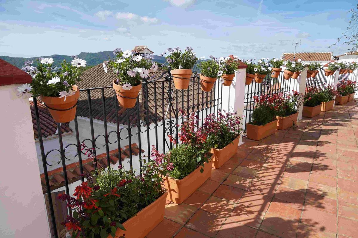 En total se han distribuido más de 1.000 plantas en el pueblo